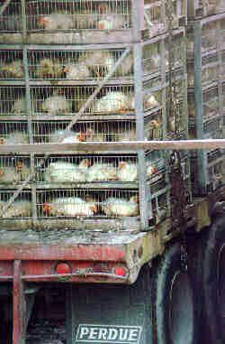 chicken-crowded-crates-03