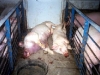 pigs-dead-young-pigs-04