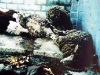 sheep-dead-pile-live-sheep-on-irght-02